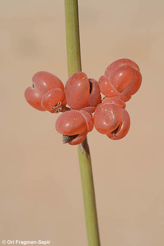 Image of Ephedra aphylla Forssk.