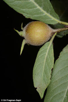 Image of Medlar