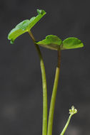 Image of floating marshpennywort