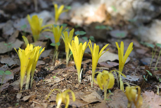 Image of Slender Sternbergia