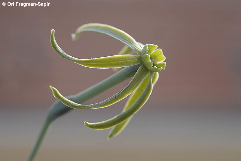 Narcissus viridiflorus Schousb. resmi