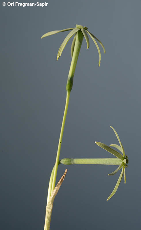 Narcissus viridiflorus Schousb. resmi