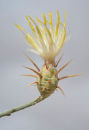 Image of Centaurea scoparia Sieb. ex Spreng.