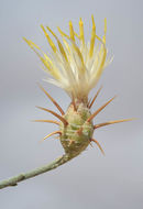 صورة Centaurea scoparia Sieb. ex Spreng.