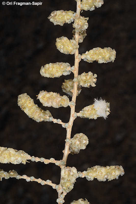 Sivun <i>Salsola cyclophylla</i> kuva