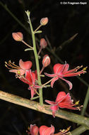 Image de Capparis decidua (Forsk.) Edgew.