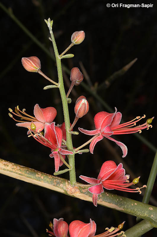 Image de Capparis decidua (Forsk.) Edgew.