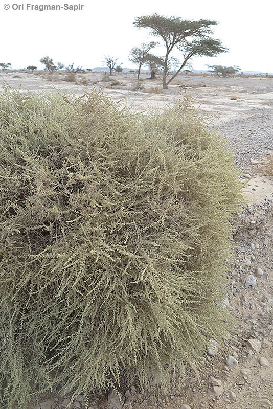 Sivun <i>Salsola cyclophylla</i> kuva