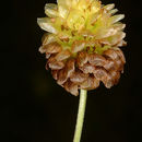 Imagem de Trifolium spadiceum L.