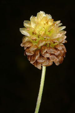 Image of brown moor clover