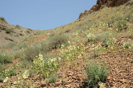 Image of Alcea tabrisiana (Boiss. & Buhse) Iljin