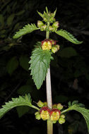 Scrophularia sambucifolia L. resmi