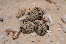 Image of spur-winged lapwing