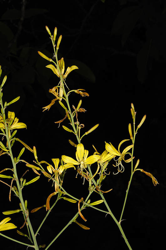 Image of Asphodeline brevicaulis (Bertol.) J. Gay ex Baker