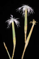 Image of Dianthus sinaicus Boiss.