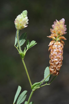 Image of <i>Trifolium billardierei</i>