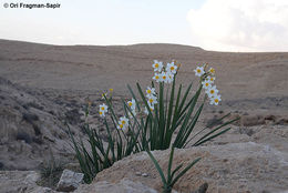 Image of cream narcissus