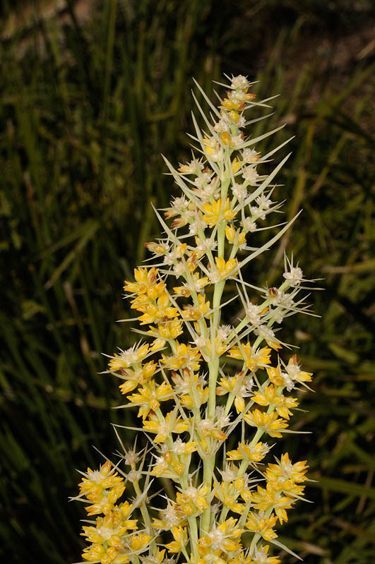 Image de Lomandra longifolia Labill.