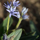 Image of <i>Hyacinthoides lingulata</i> var. <i>ciliolata</i>