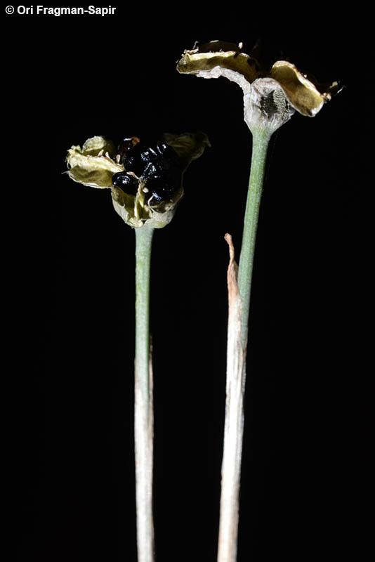 Image of Narcissus serotinus L.