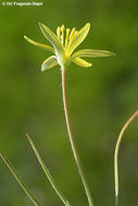 Image of Gagea chlorantha (M. Bieb.) Schult. & Schult. fil.