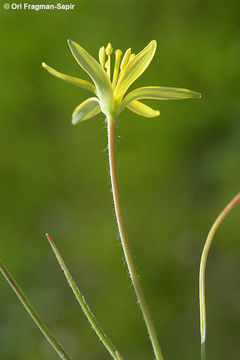 Gagea chlorantha (M. Bieb.) Schult. & Schult. fil.的圖片