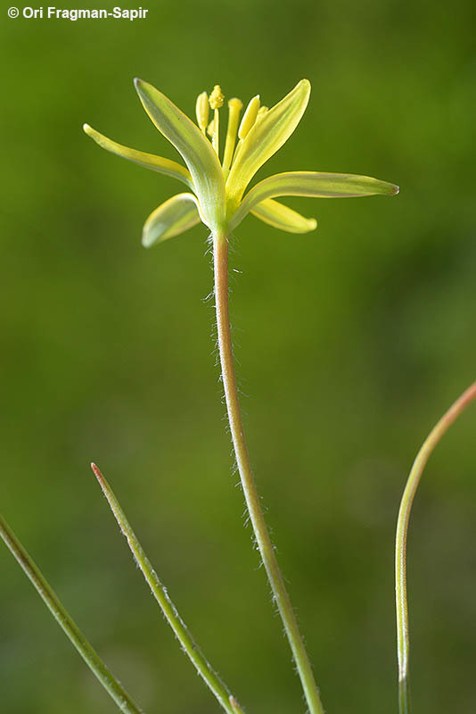 Image of Gagea chlorantha (M. Bieb.) Schult. & Schult. fil.