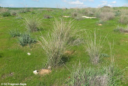 Image of thatching grass