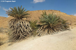 Image of date palm