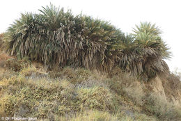 Image of date palm