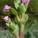 Imagem de Ruschia strubeniae (L. Bol.) Schwant. apud Jacobsen