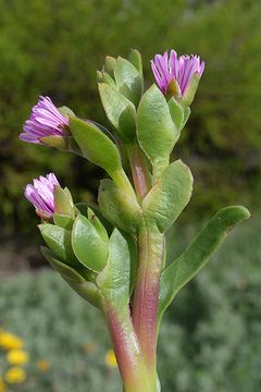 Image of Ruschia strubeniae (L. Bol.) Schwant. apud Jacobsen