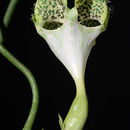 Image of Ceropegia sandersonii Decne. ex Hook.