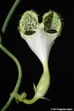 Image de Ceropegia sandersonii Decne. ex Hook.