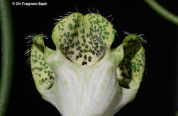 Image of Ceropegia sandersonii Decne. ex Hook.