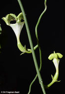 Image de Ceropegia sandersonii Decne. ex Hook.