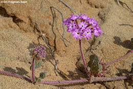 Image of pink sand verbena