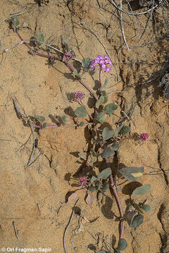 Image of pink sand verbena