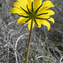 Image of sea dahlia