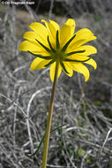 Image of sea dahlia