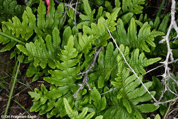 Слика од Polypodium californicum Kaulf.