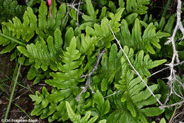 Polypodium californicum Kaulf.的圖片