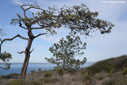 Image of Torrey pine