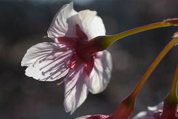 Prunus campanulata Maxim. resmi