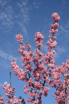 Imagem de Prunus campanulata Maxim.