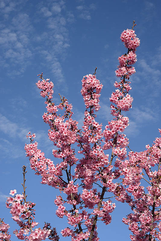 Prunus campanulata Maxim. resmi