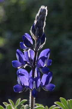 Image of blue lupine