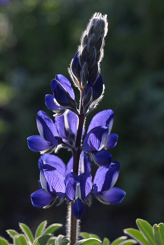 Plancia ëd Lupinus pilosus L.