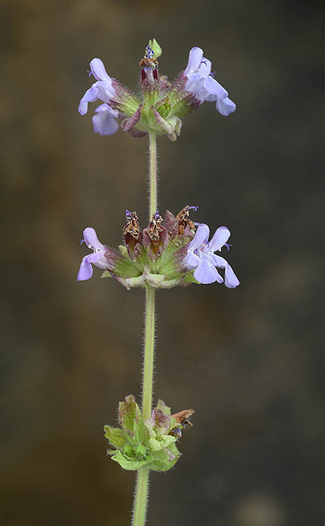 Image of Salvia multicaulis Vahl