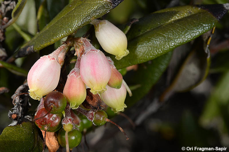 Imagem de Arctostaphylos bicolor (Nutt.) A. Gray